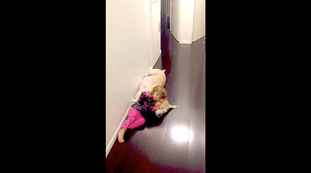 ラブラドールレトリーバー,動画