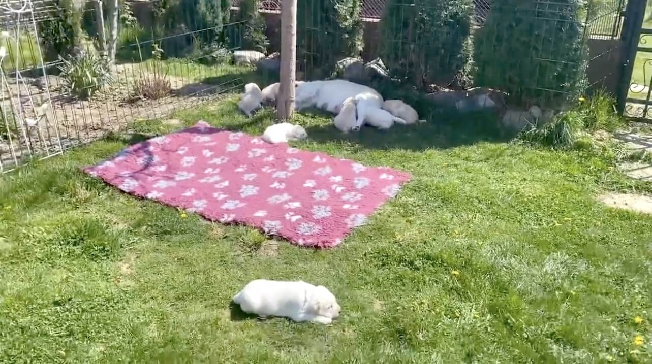 ラブラドールレトリーバー,動画