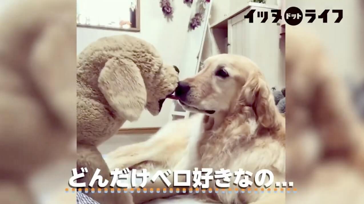 ゴールデン,動画,イッヌドットライフ