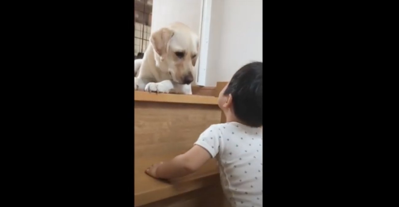 ラブラドールレトリーバー,動画