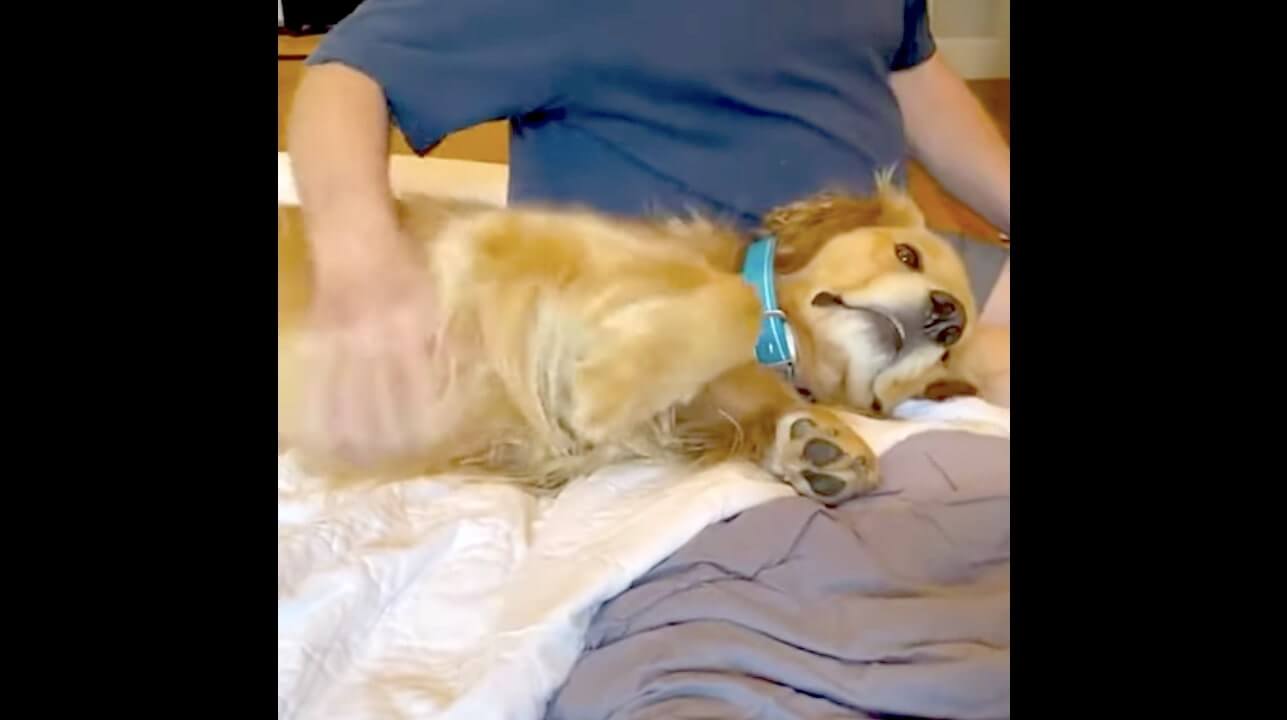 ゴールデンレトリーバー,動画