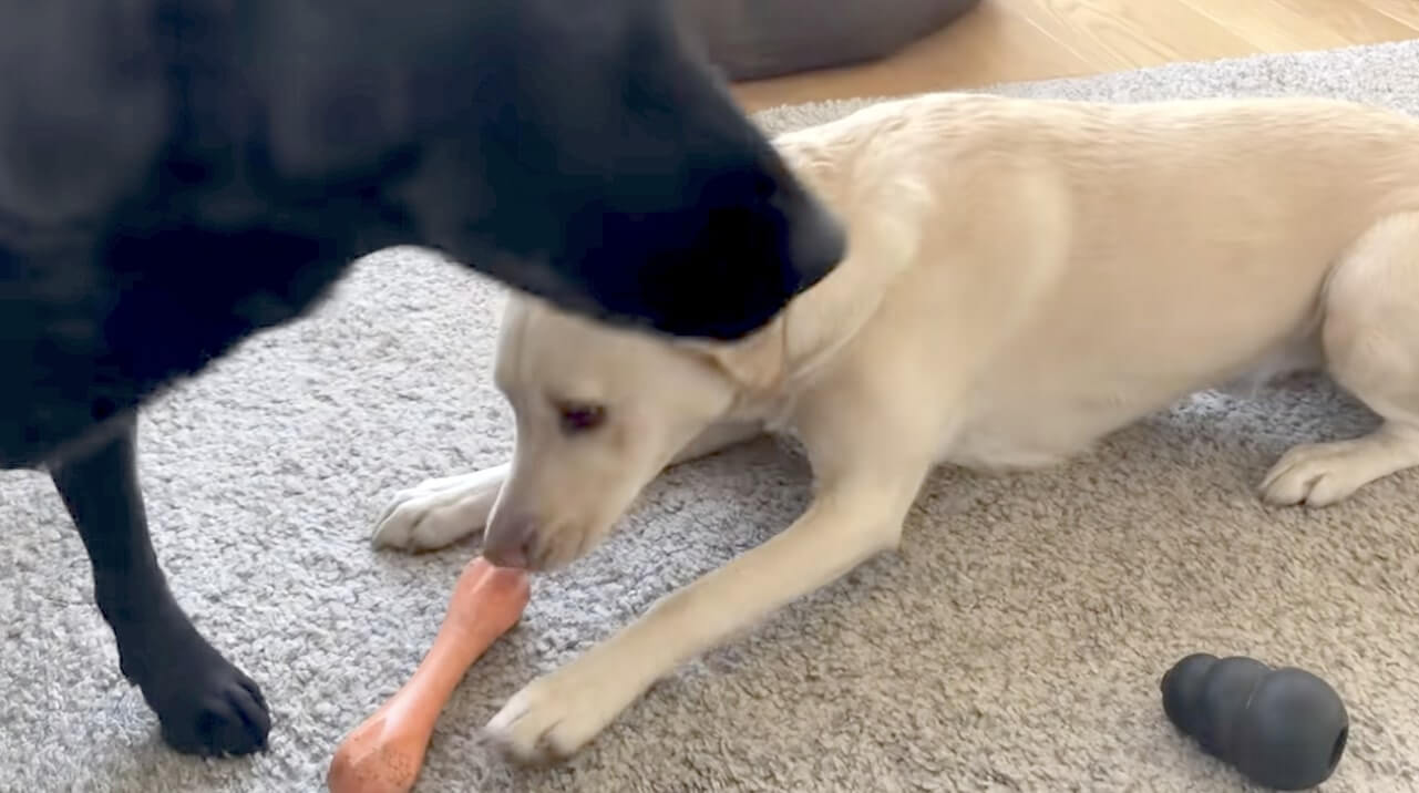 ラブラドールレトリーバー,動画