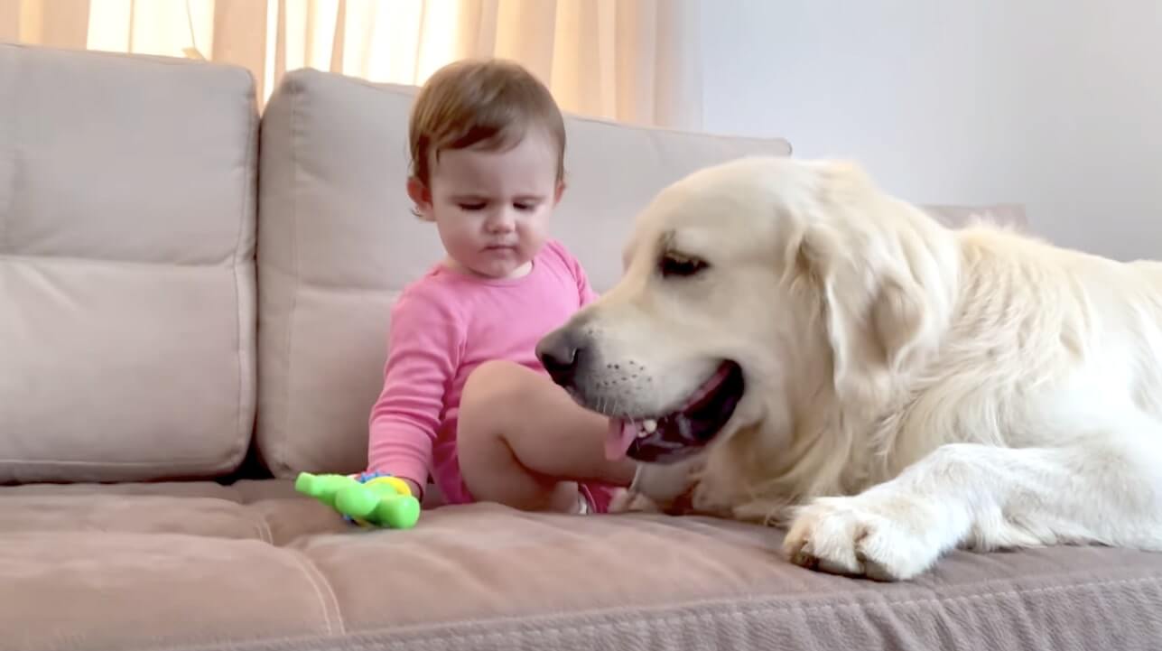 ゴールデンレトリーバー,動画