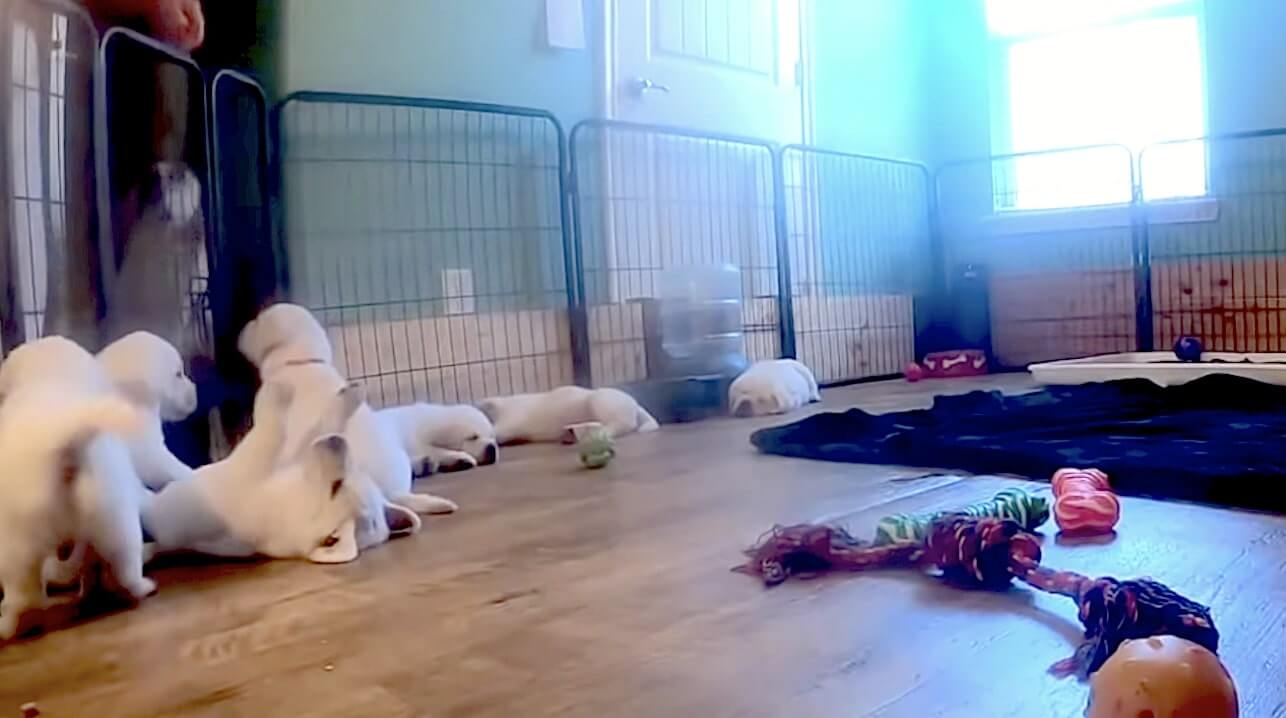 ラブラドールレトリーバー,動画