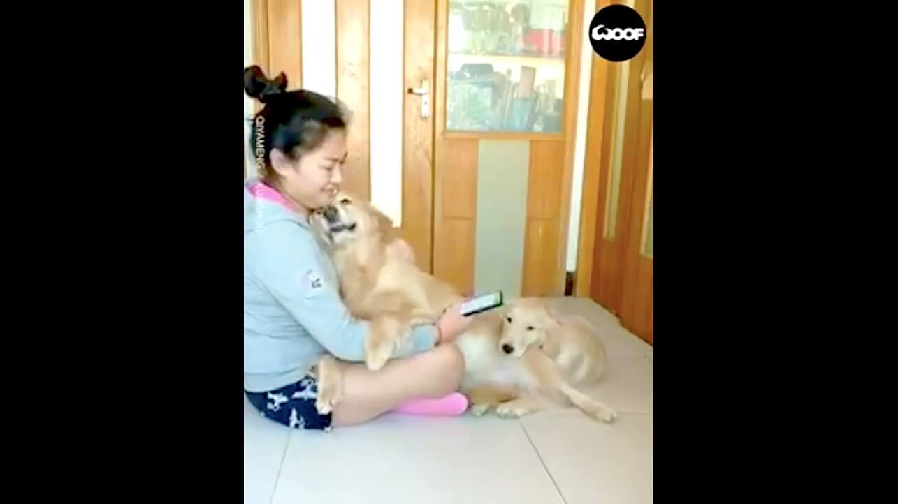 ゴールデンレトリーバー,動画