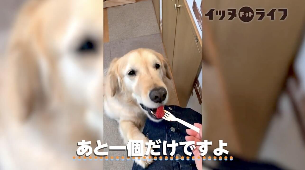 ゴールデン,動画,イッヌドットライフ