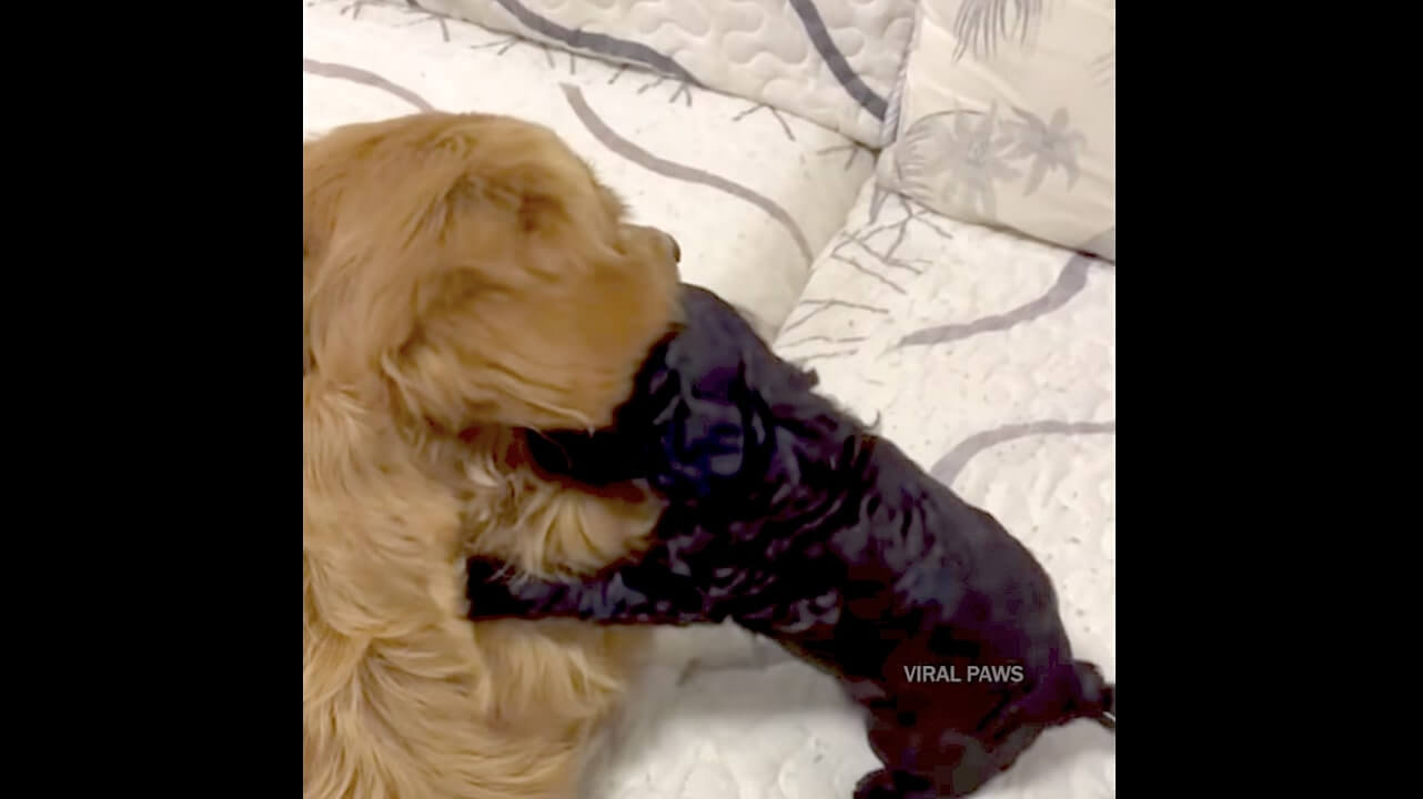 ゴールデンレトリーバー,動画