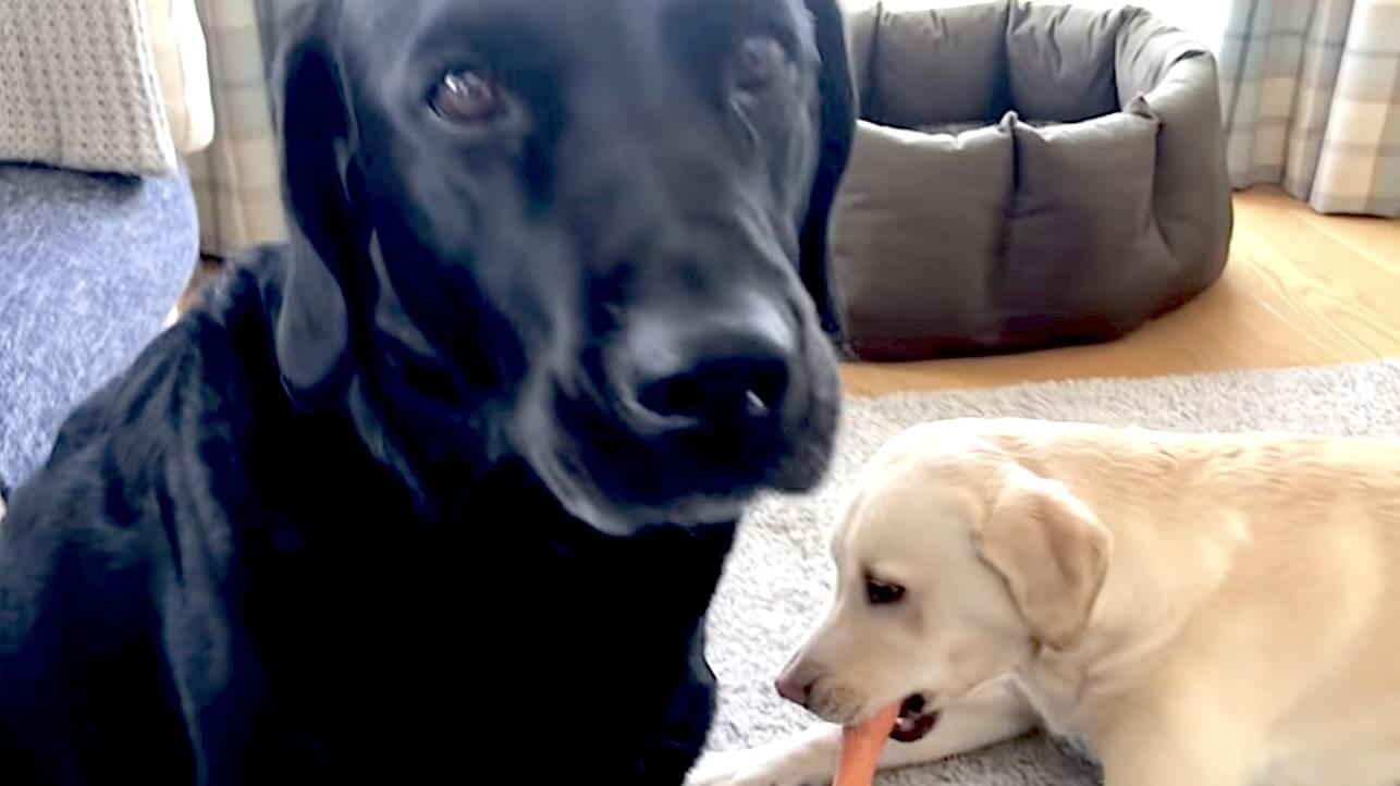 ラブラドールレトリーバー,動画