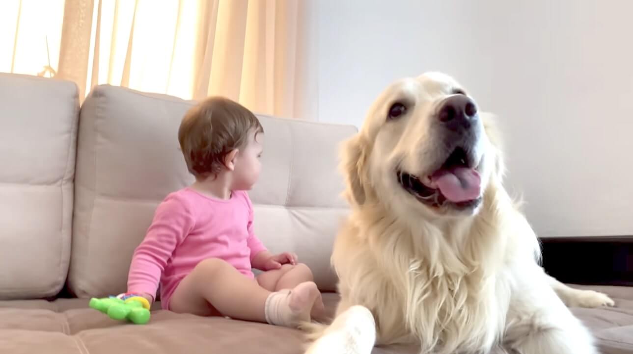 ゴールデンレトリーバー,動画