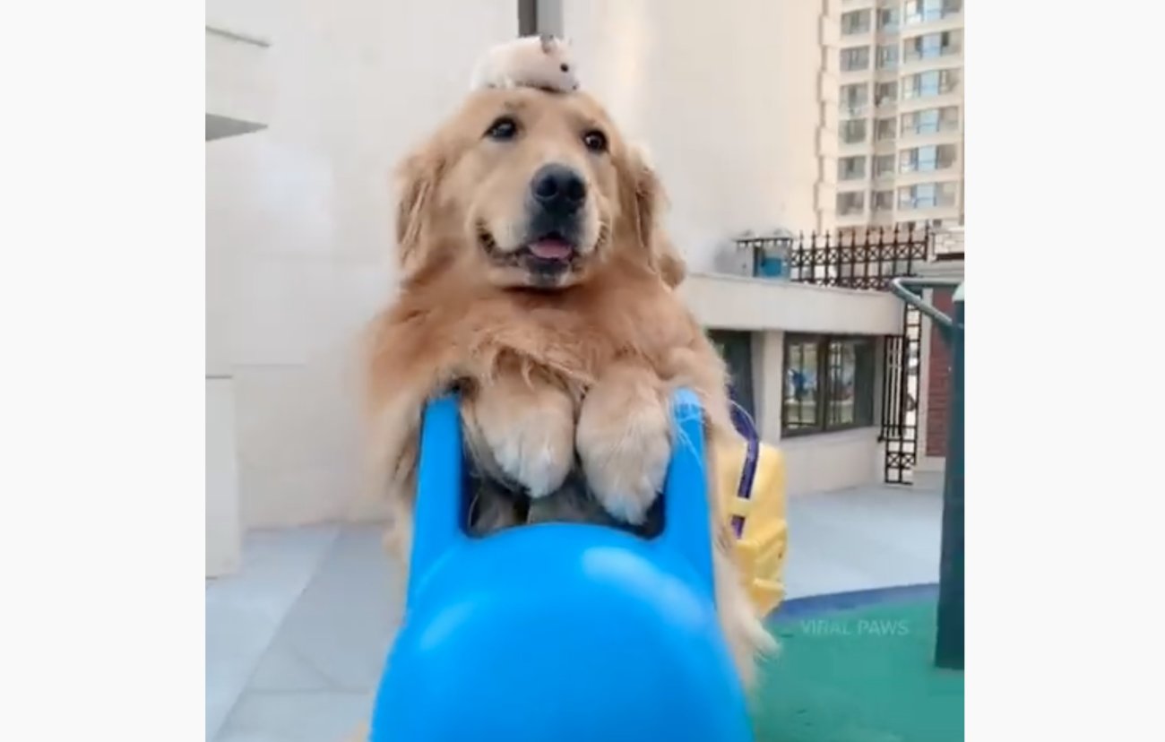 ゴールデンレトリーバー,動画