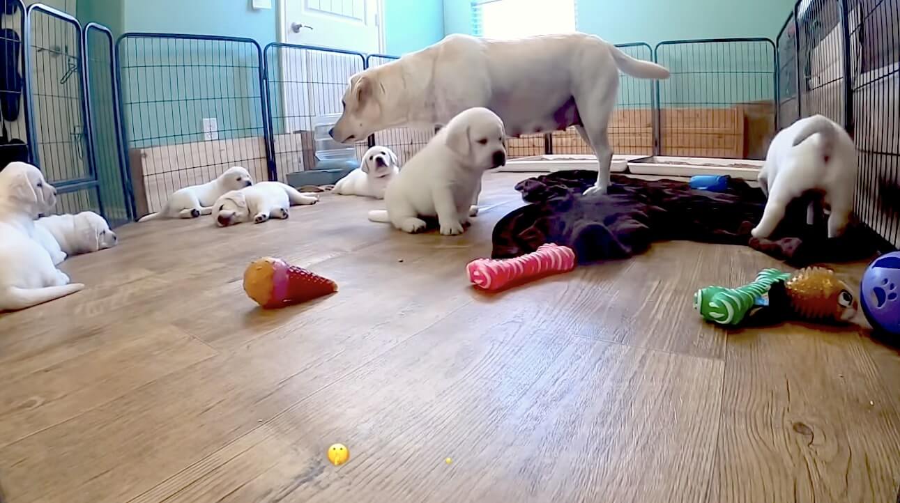 ラブラドールレトリーバー,動画