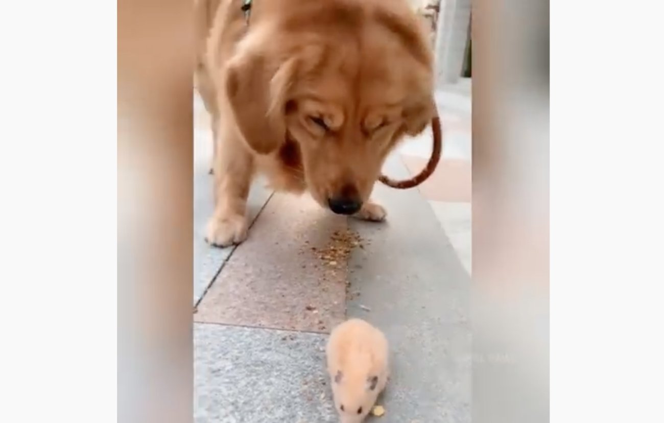 ゴールデンレトリーバー,動画