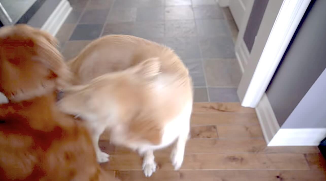 ゴールデンレトリーバー,動画