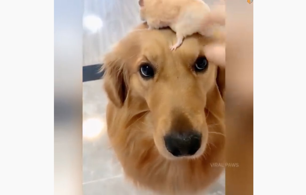 ゴールデンレトリーバー,動画