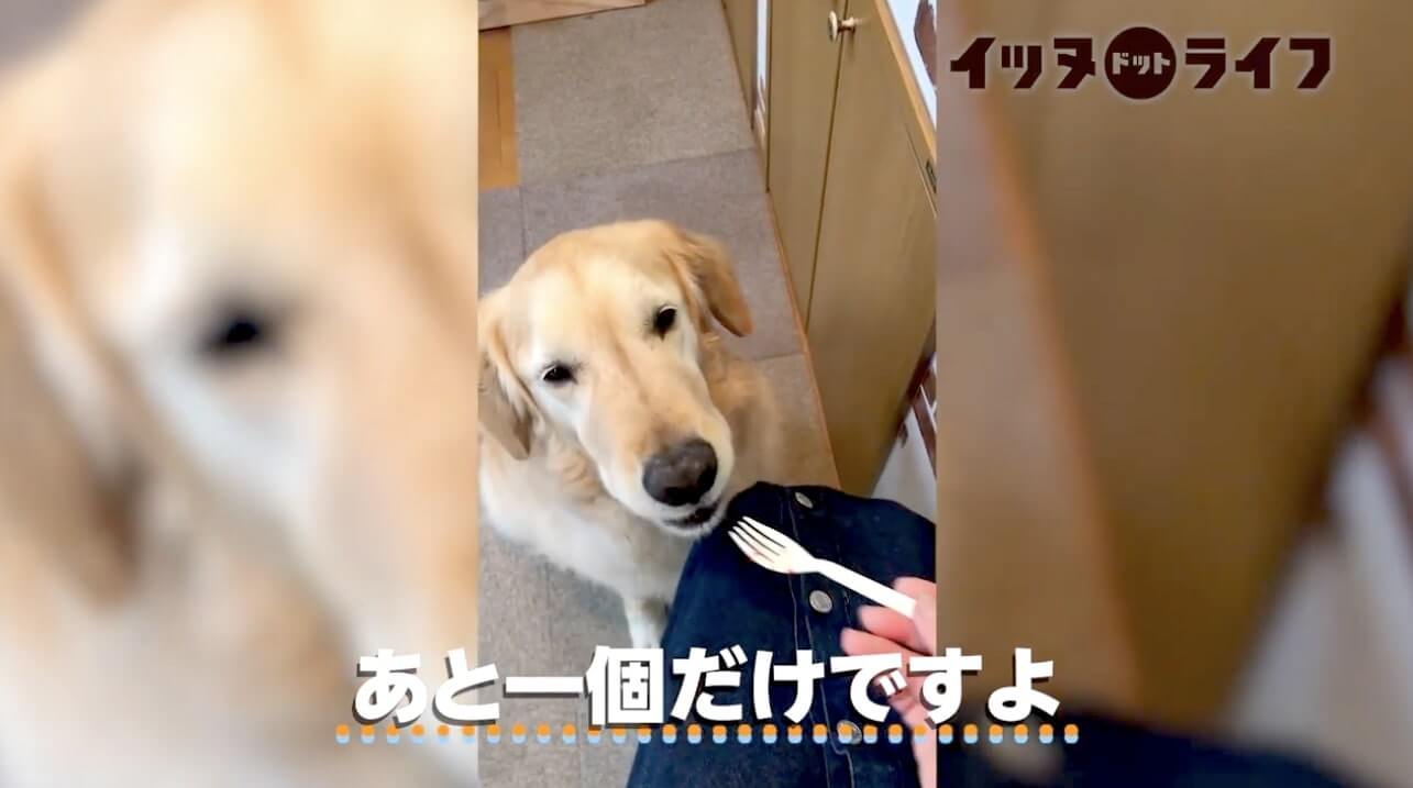 ゴールデン,動画,イッヌドットライフ