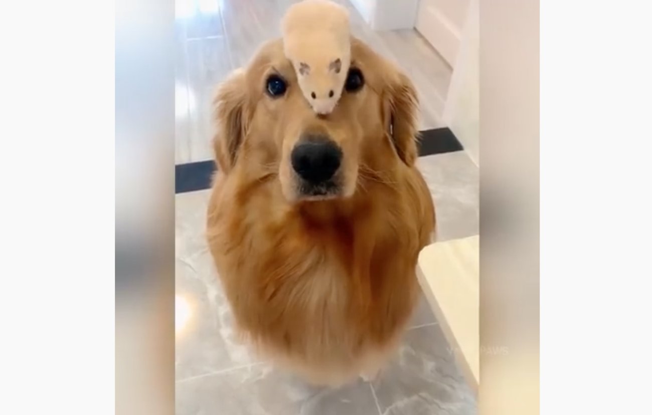 ゴールデンレトリーバー,動画