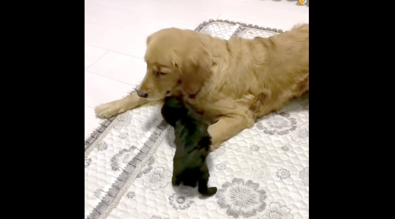 ゴールデンレトリーバー,動画