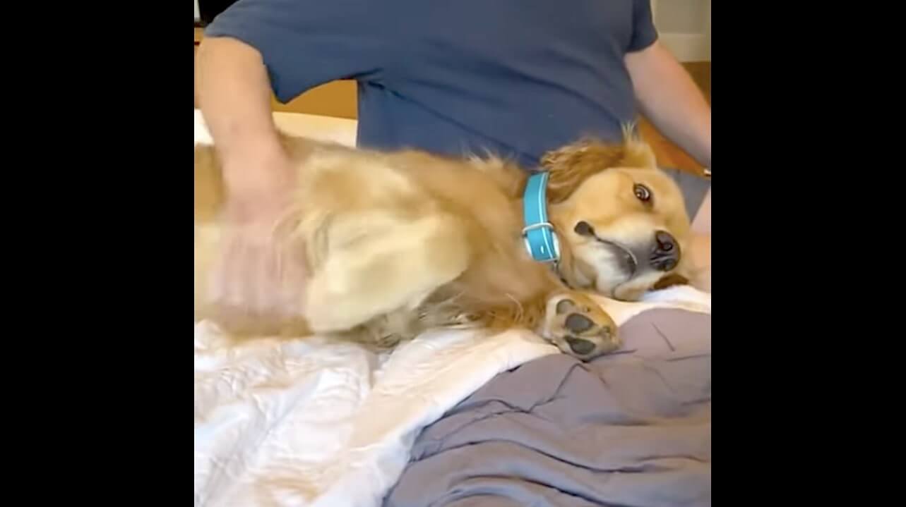 ゴールデンレトリーバー,動画