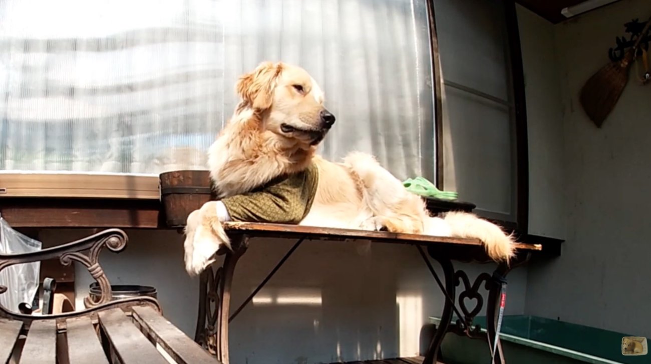 ゴールデンレトリーバー,動画