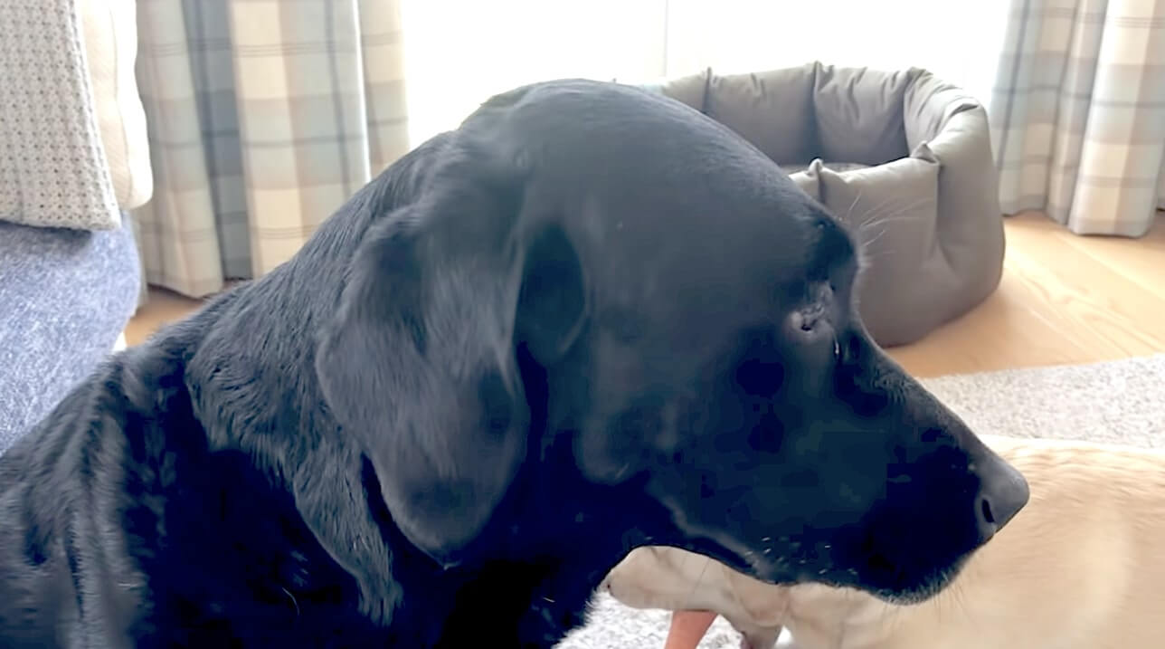 ラブラドールレトリーバー,動画