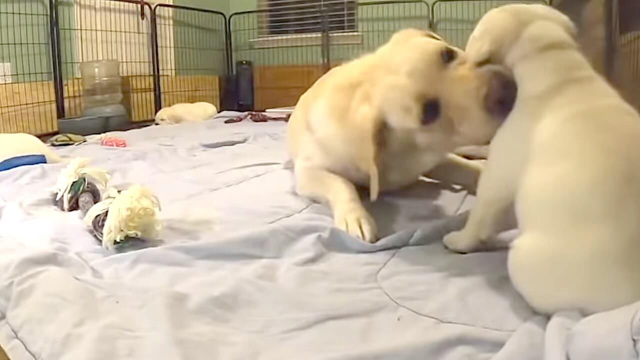 ラブラドールレトリーバー,動画