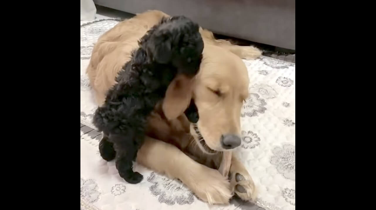 ゴールデンレトリーバー,動画