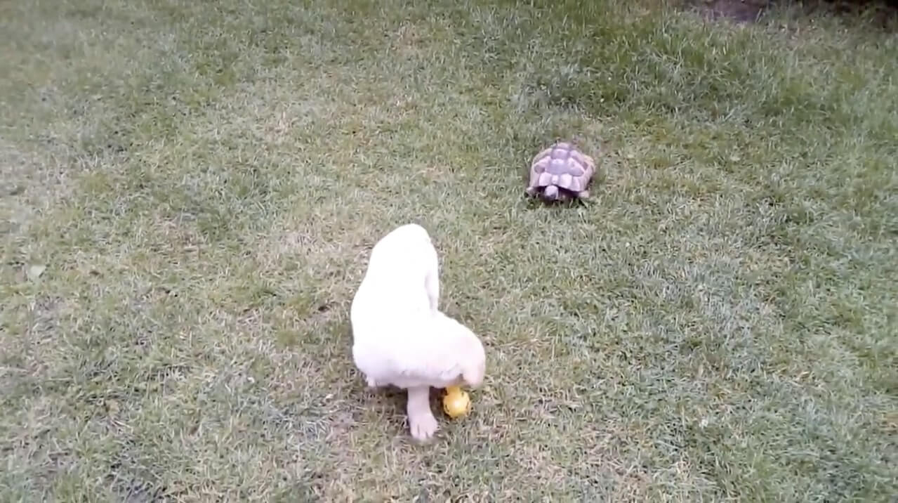 ラブラドールレトリーバー,動画