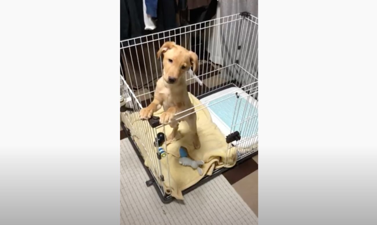 ラブラドールレトリーバー,動画