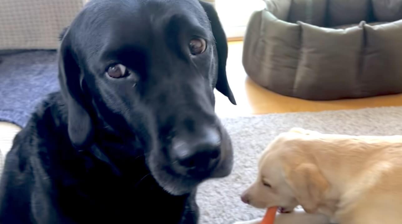 ラブラドールレトリーバー,動画