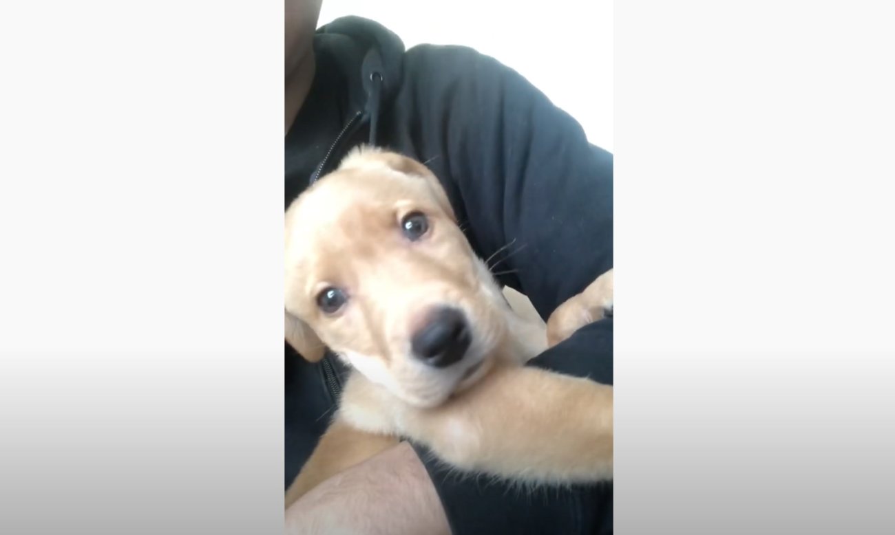 ラブラドールレトリーバー,動画