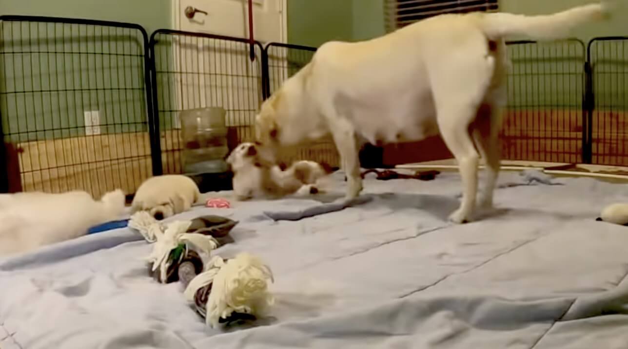 ラブラドールレトリーバー,動画