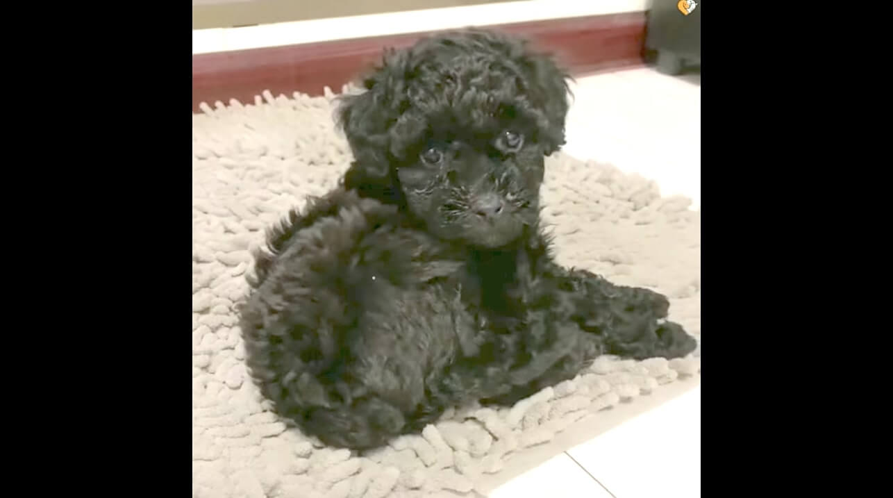 ゴールデンレトリーバー,動画