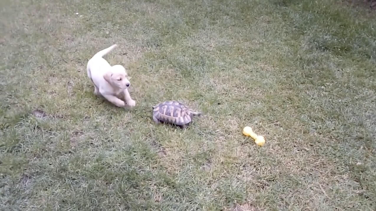 ラブラドールレトリーバー,動画