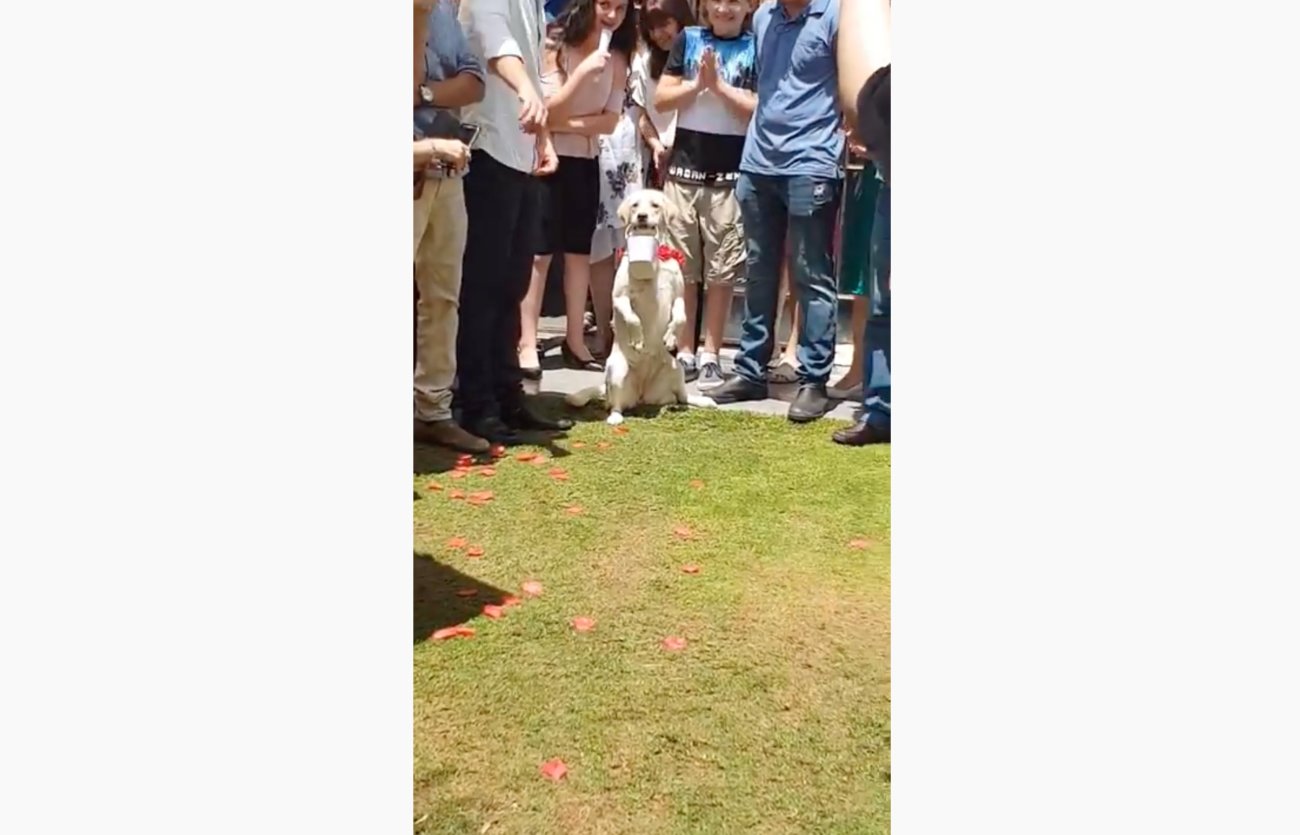 ラブラドールレトリーバー,動画