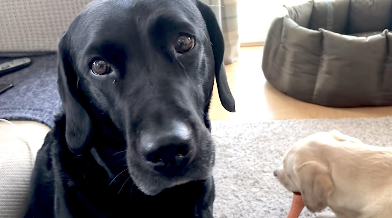 ラブラドールレトリーバー,動画