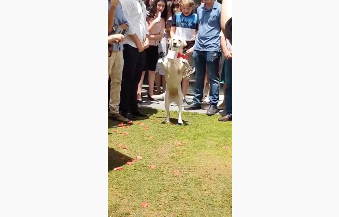 ラブラドールレトリーバー,動画