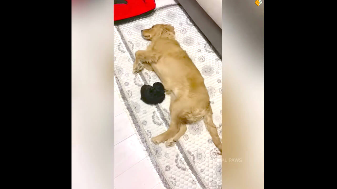 ゴールデンレトリーバー,動画