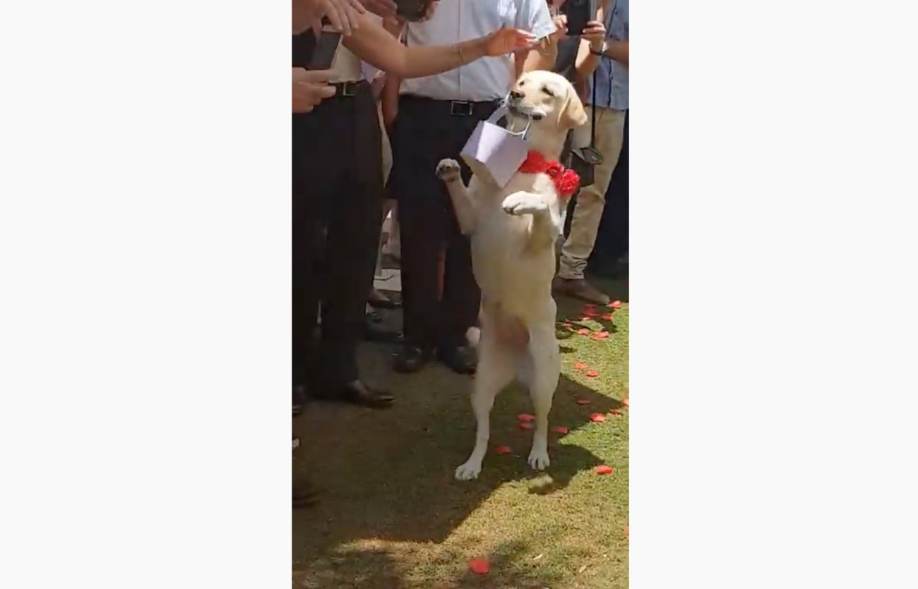 ラブラドールレトリーバー,動画