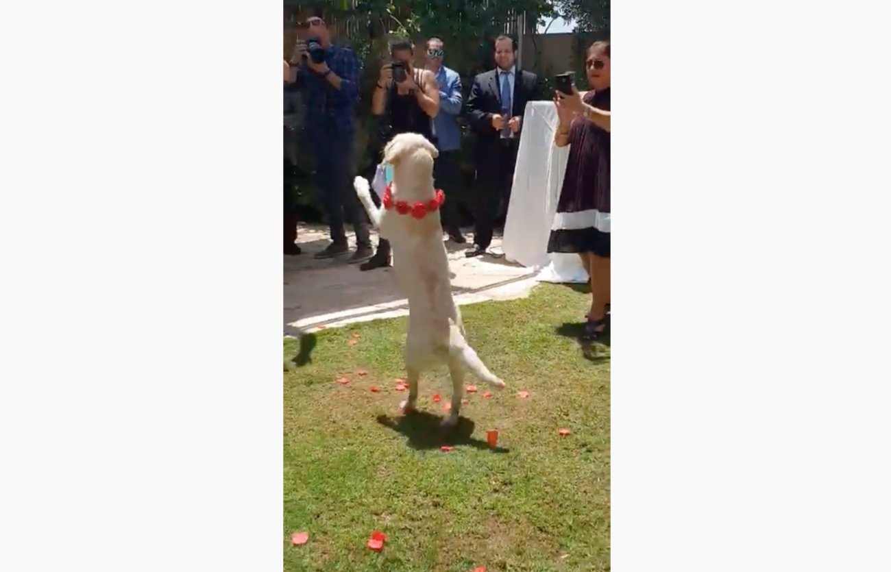 ラブラドールレトリーバー,動画