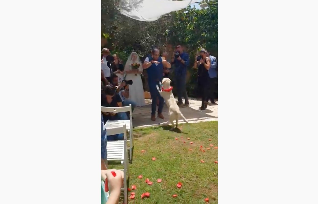 ラブラドールレトリーバー,動画