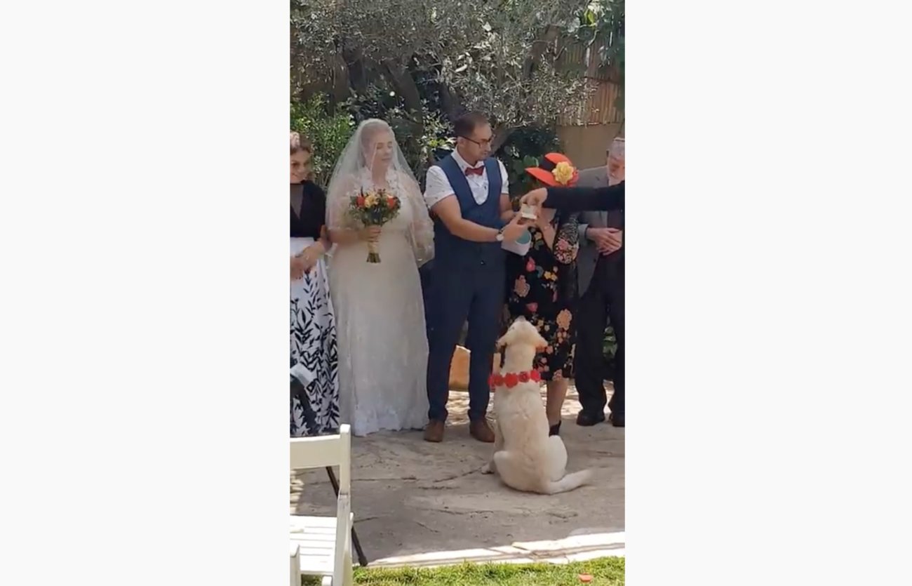 ラブラドールレトリーバー,動画