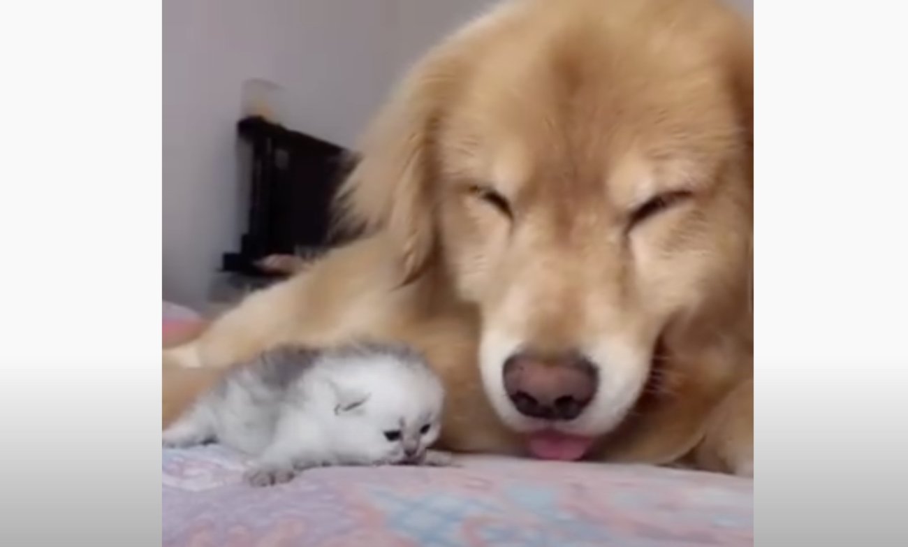 ゴールデンレトリーバー,動画