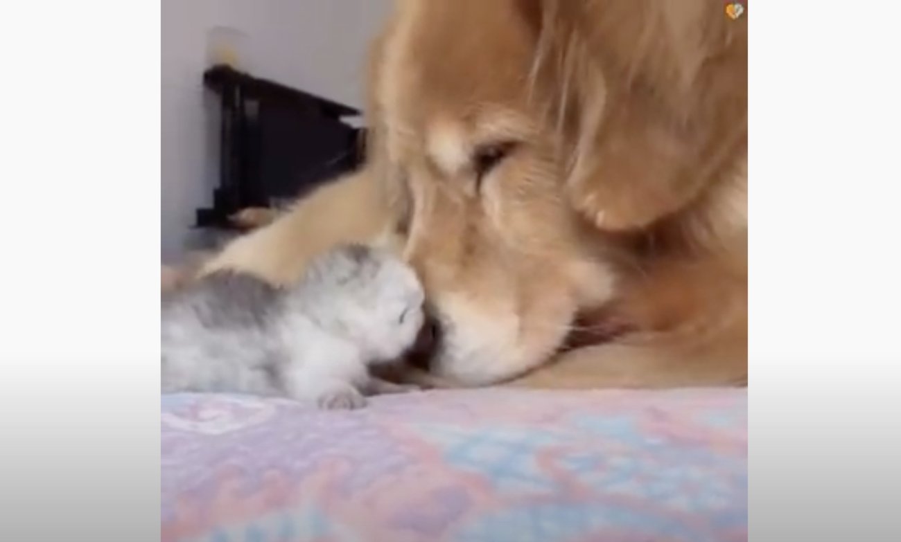 ゴールデンレトリーバー,動画