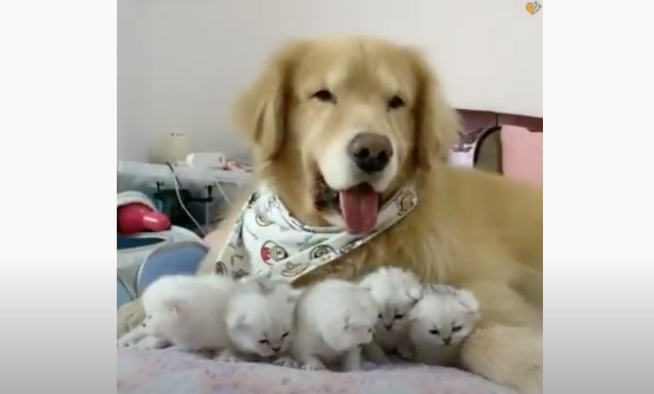 ゴールデンレトリーバー,動画