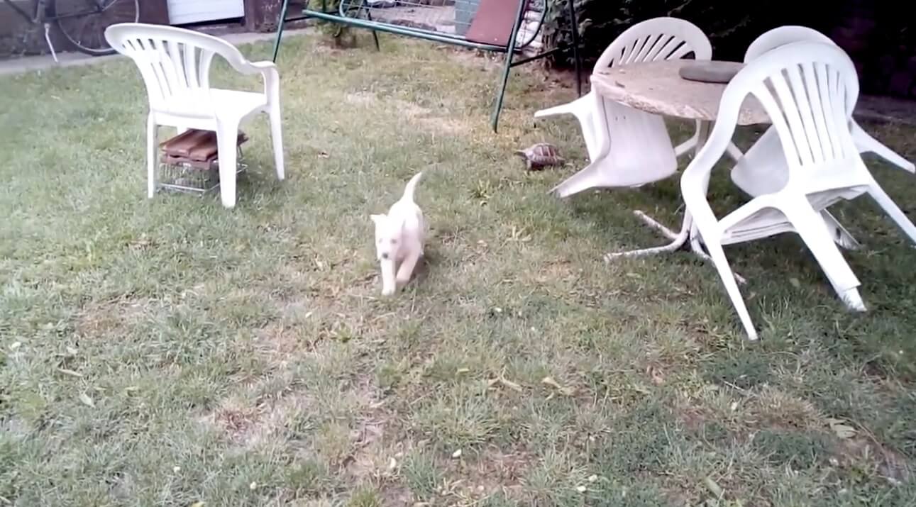 ラブラドールレトリーバー,動画