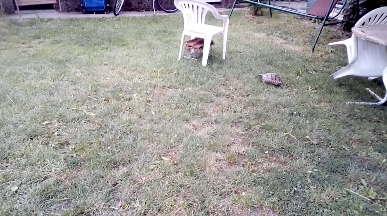 ラブラドールレトリーバー,動画