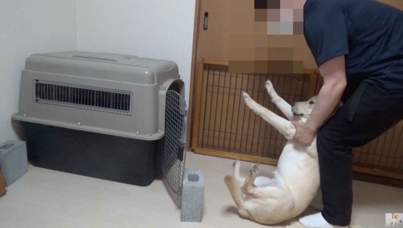 ラブラドールレトリーバー,動画