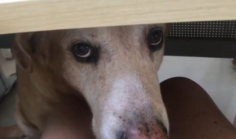 ラブラドールレトリーバー,動画