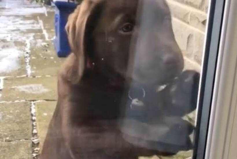 ラブラドールレトリーバー,動画