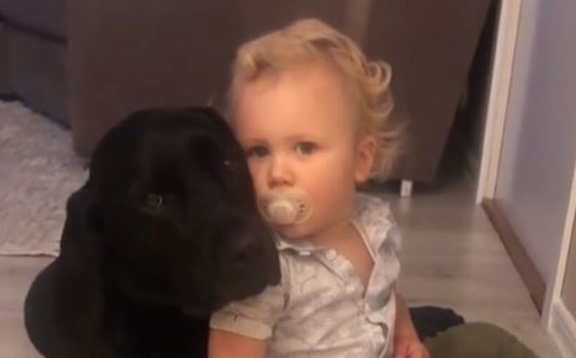 ラブラドールレトリーバー,動画